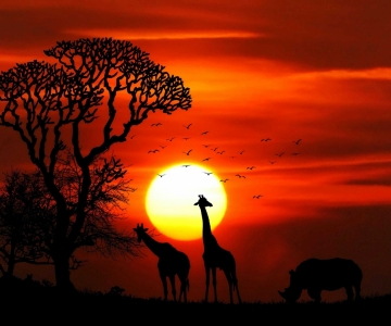 africa-animal-animals-417142