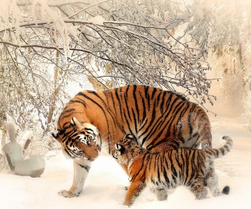 animal-photography-animals-cold-39629