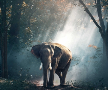 animal-photography-daylight-elephant-247431